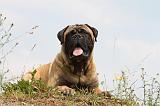 BULLMASTIFF 265